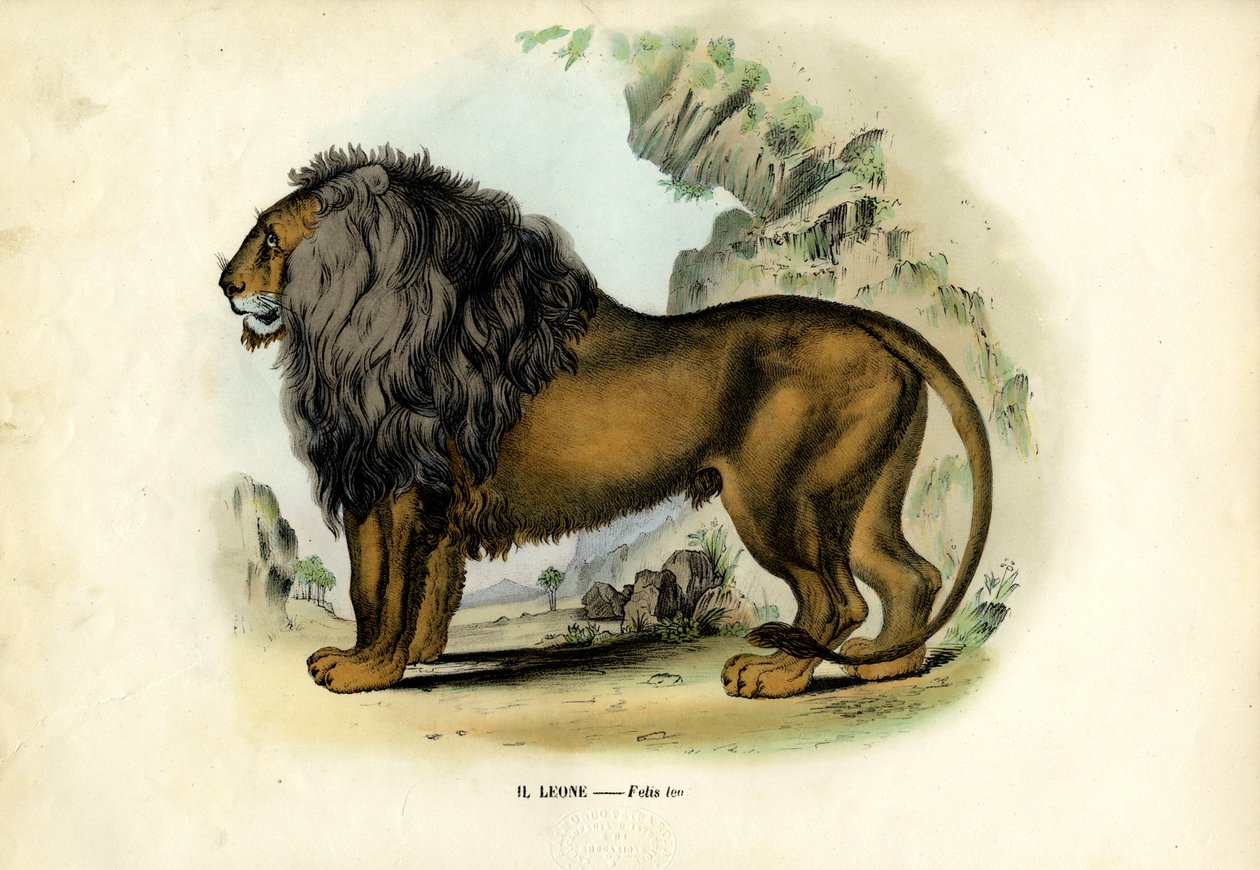 Lion by Raimundo Petraroja