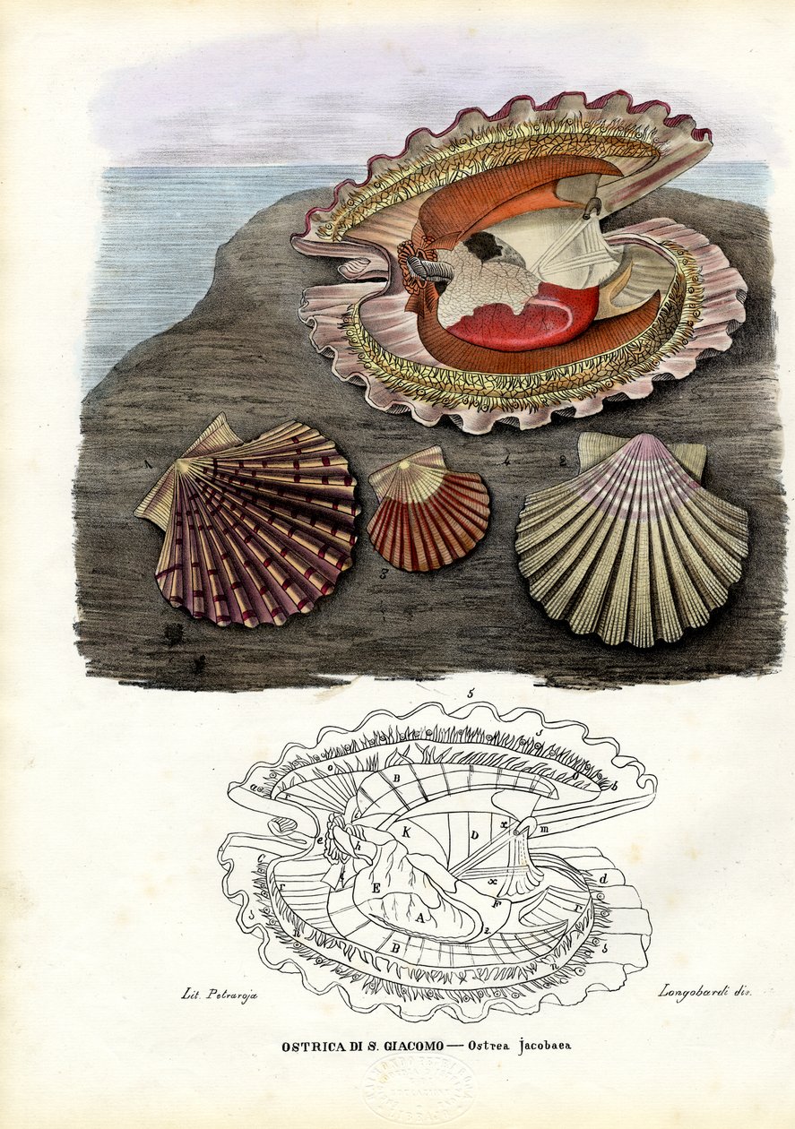 Mussels by Raimundo Petraroja