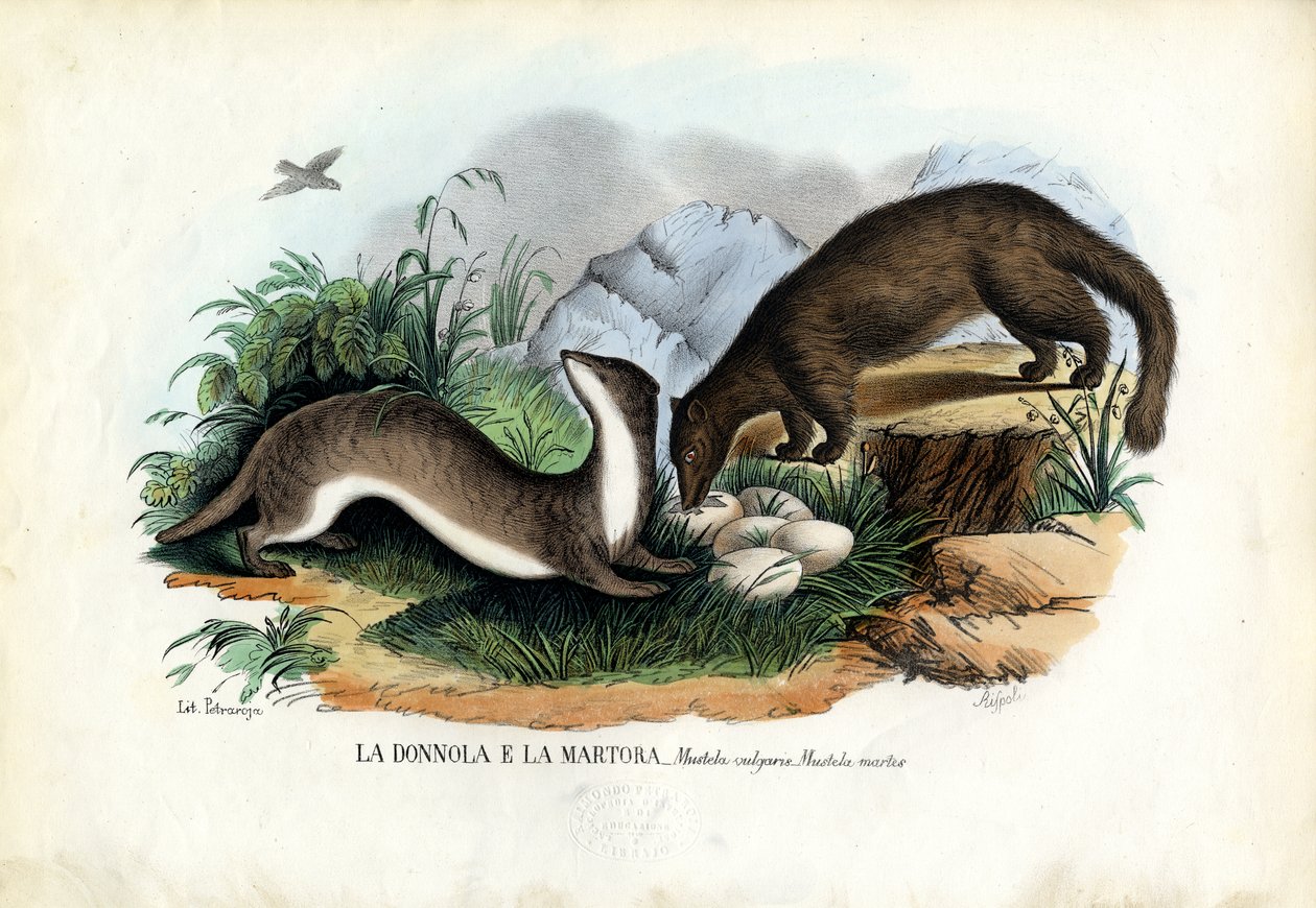 Pine Marten by Raimundo Petraroja