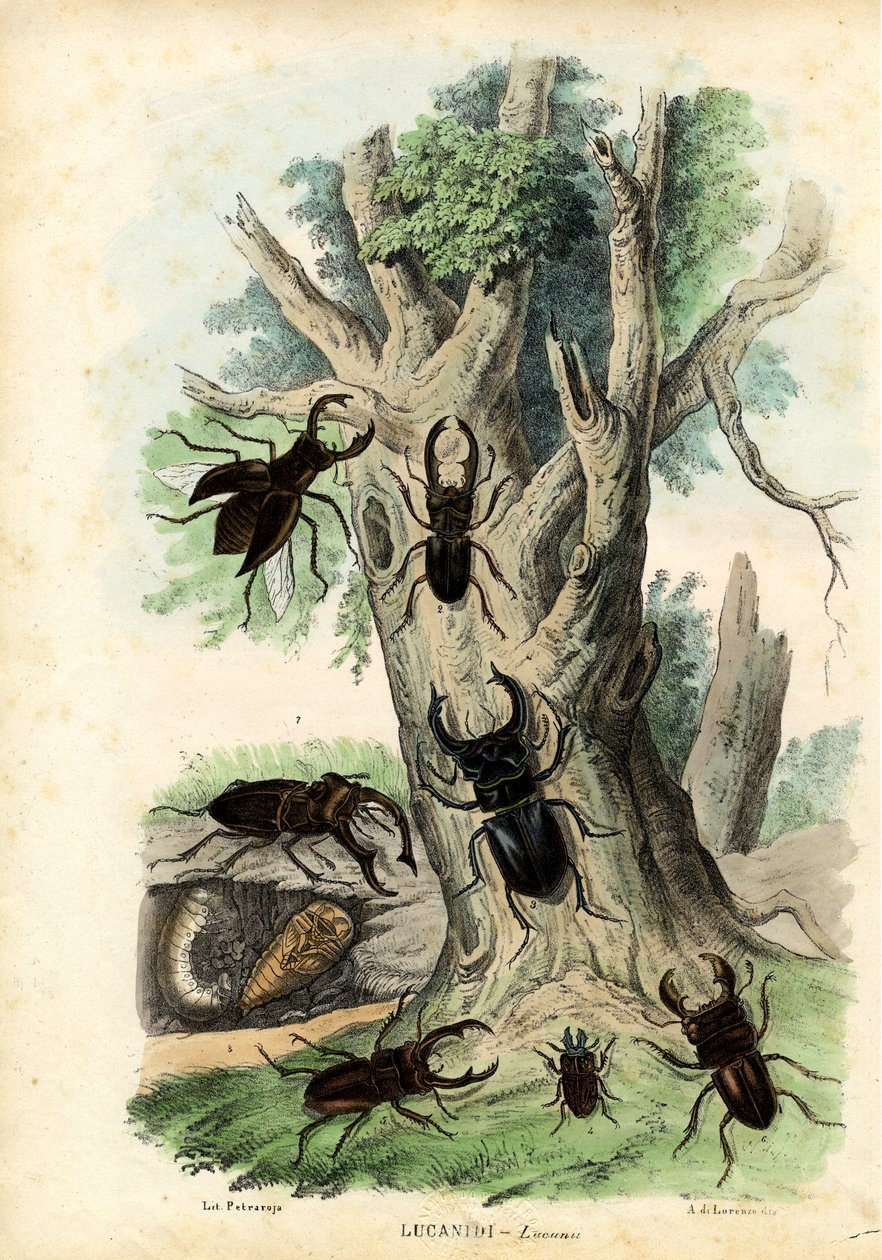 Scarab Beetles, 1863-79 by Raimundo Petraroja