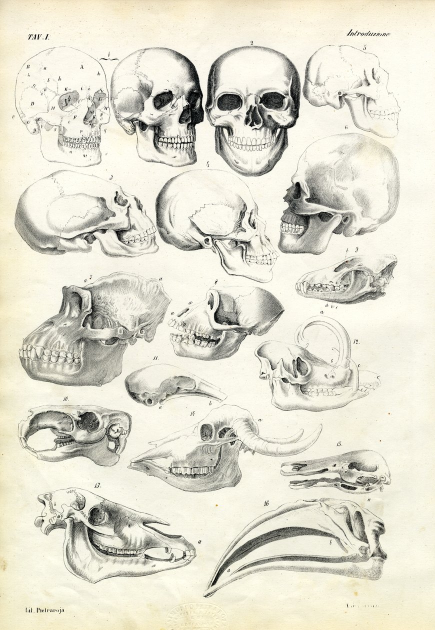 Skulls by Raimundo Petraroja