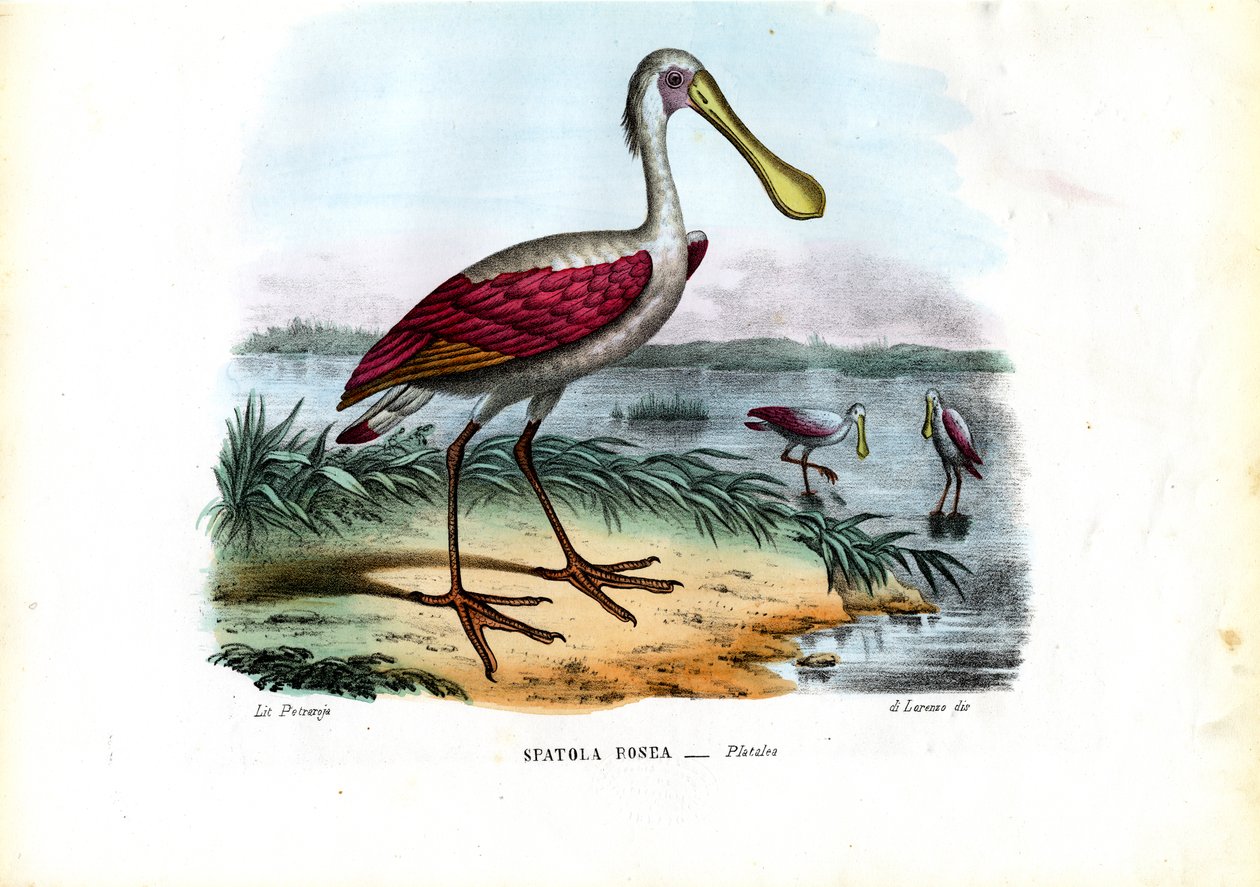 Spoonbill by Raimundo Petraroja