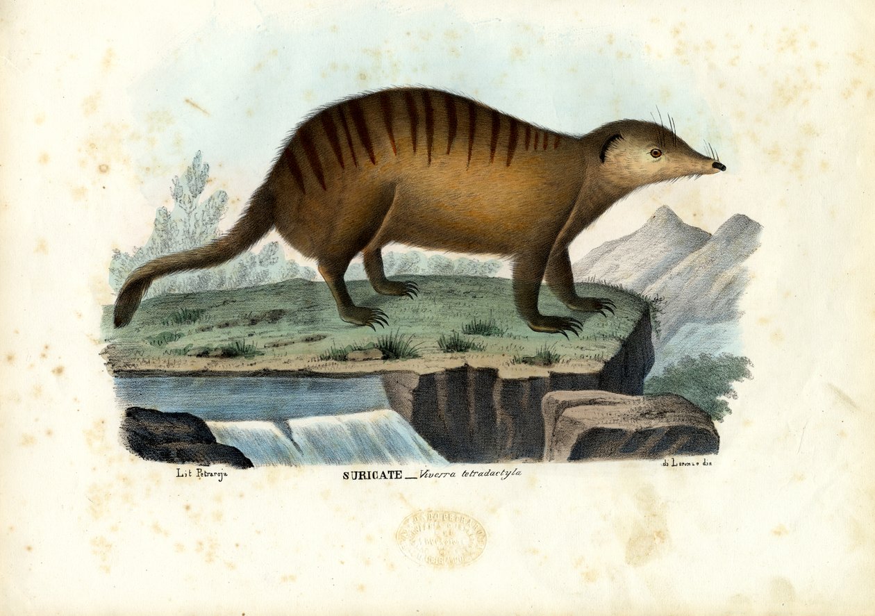 Suricate by Raimundo Petraroja