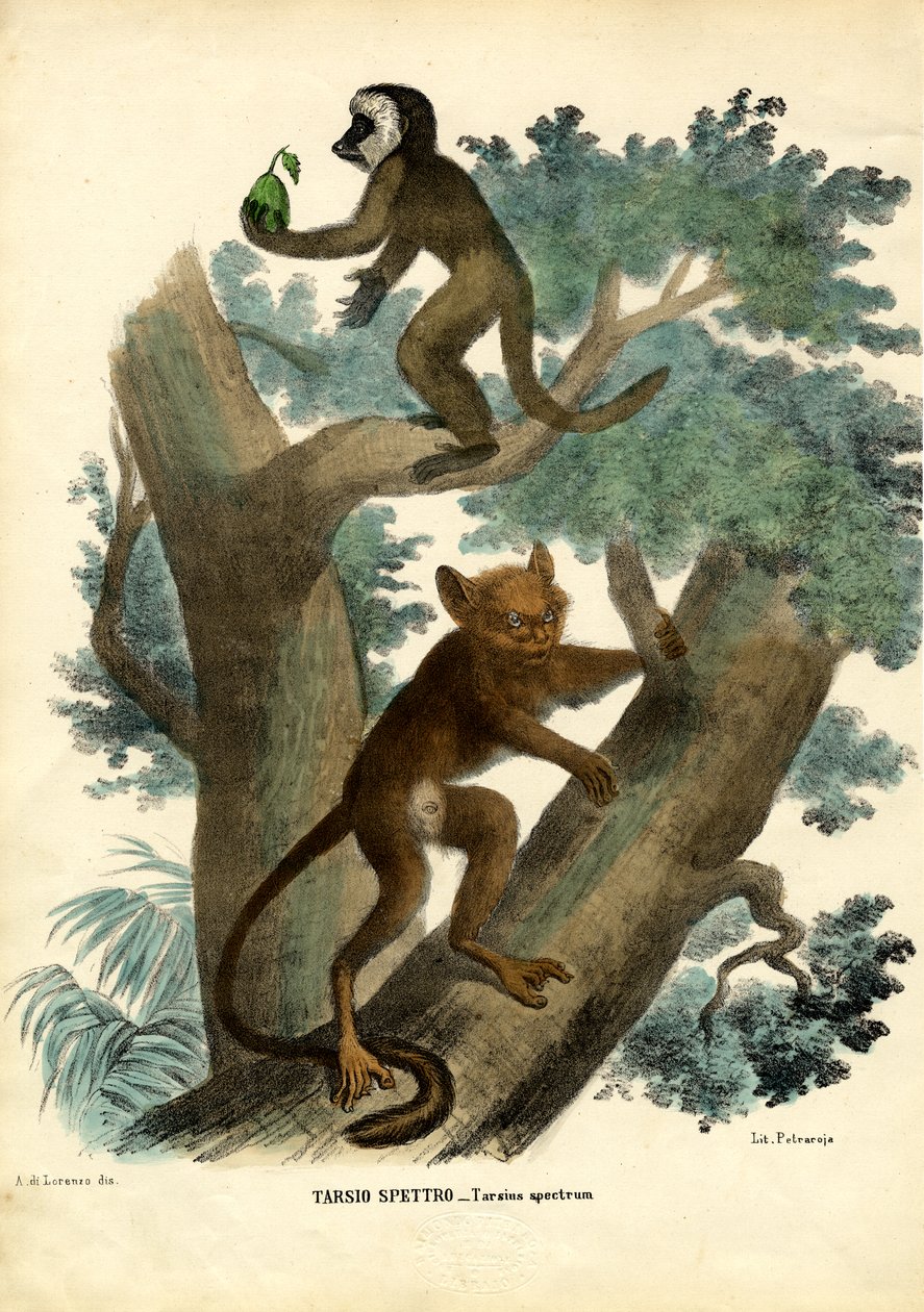 Tarsier by Raimundo Petraroja
