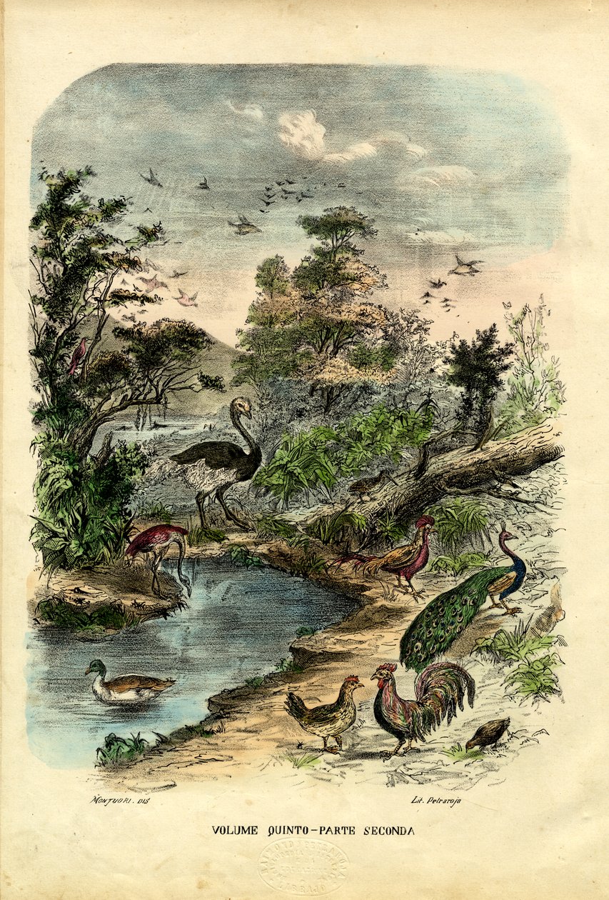 Title Page by Raimundo Petraroja