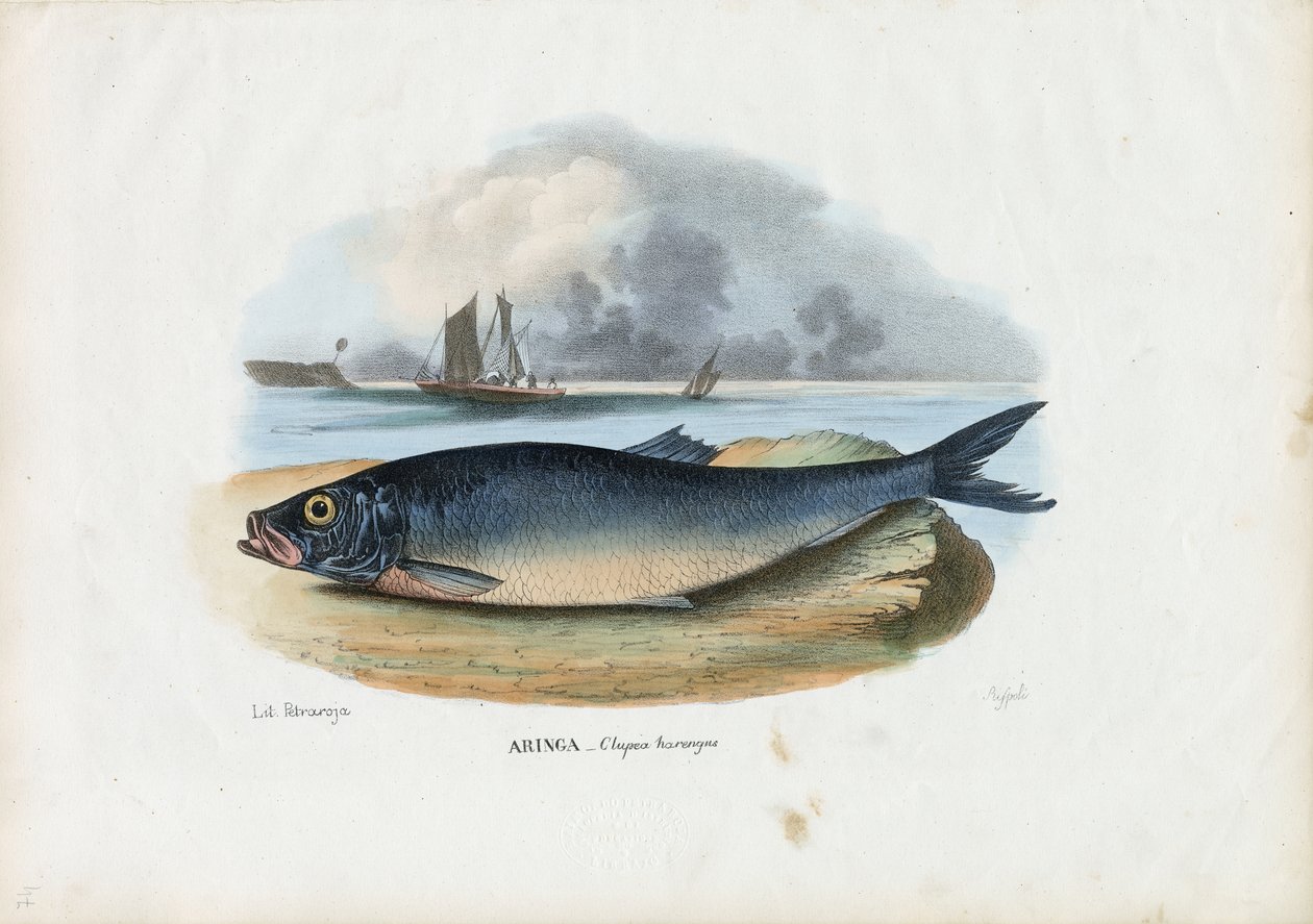 Atlantic Herring by Raimundo Petraroja