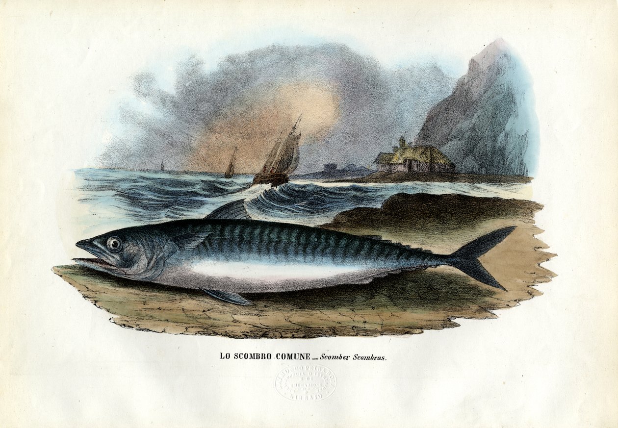 Atlantic Mackerel by Raimundo Petraroja