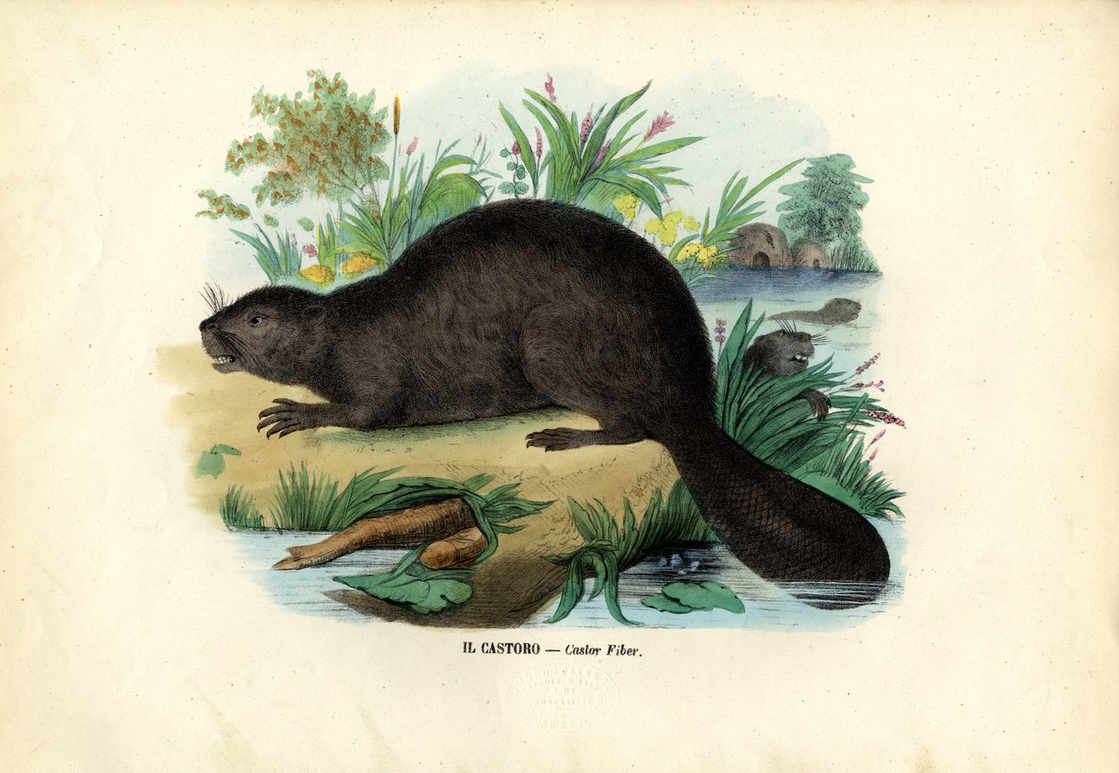 Beaver by Raimundo Petraroja
