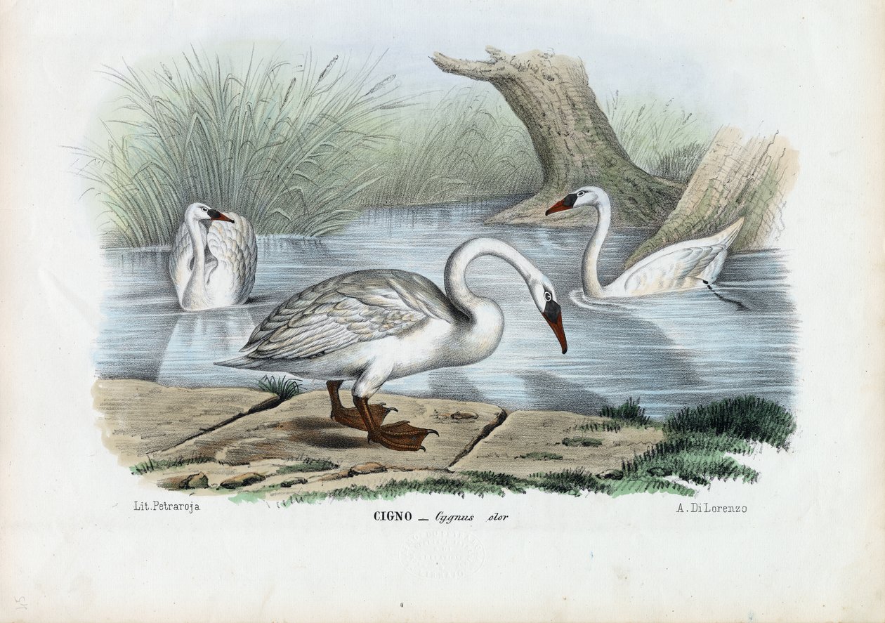 Mute Swan by Raimundo Petraroja