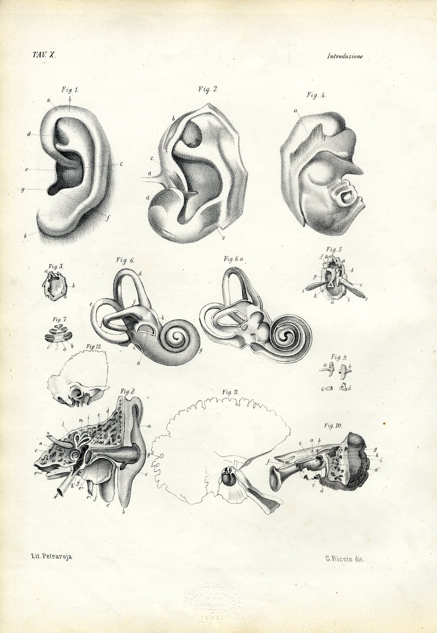 Organ of Hearing, 1863-79 by Raimundo Petraroja
