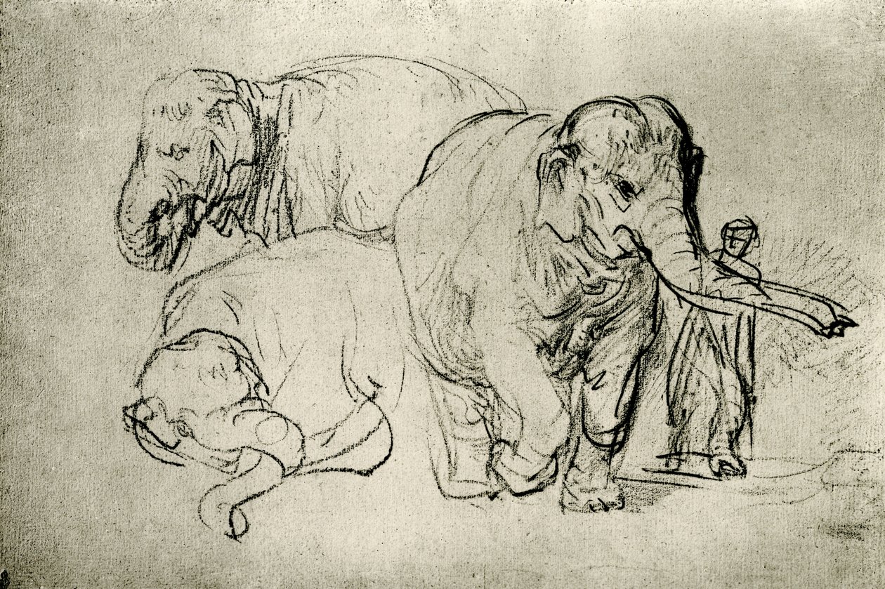 Study of Elephants by Rembrandt van Rijn
