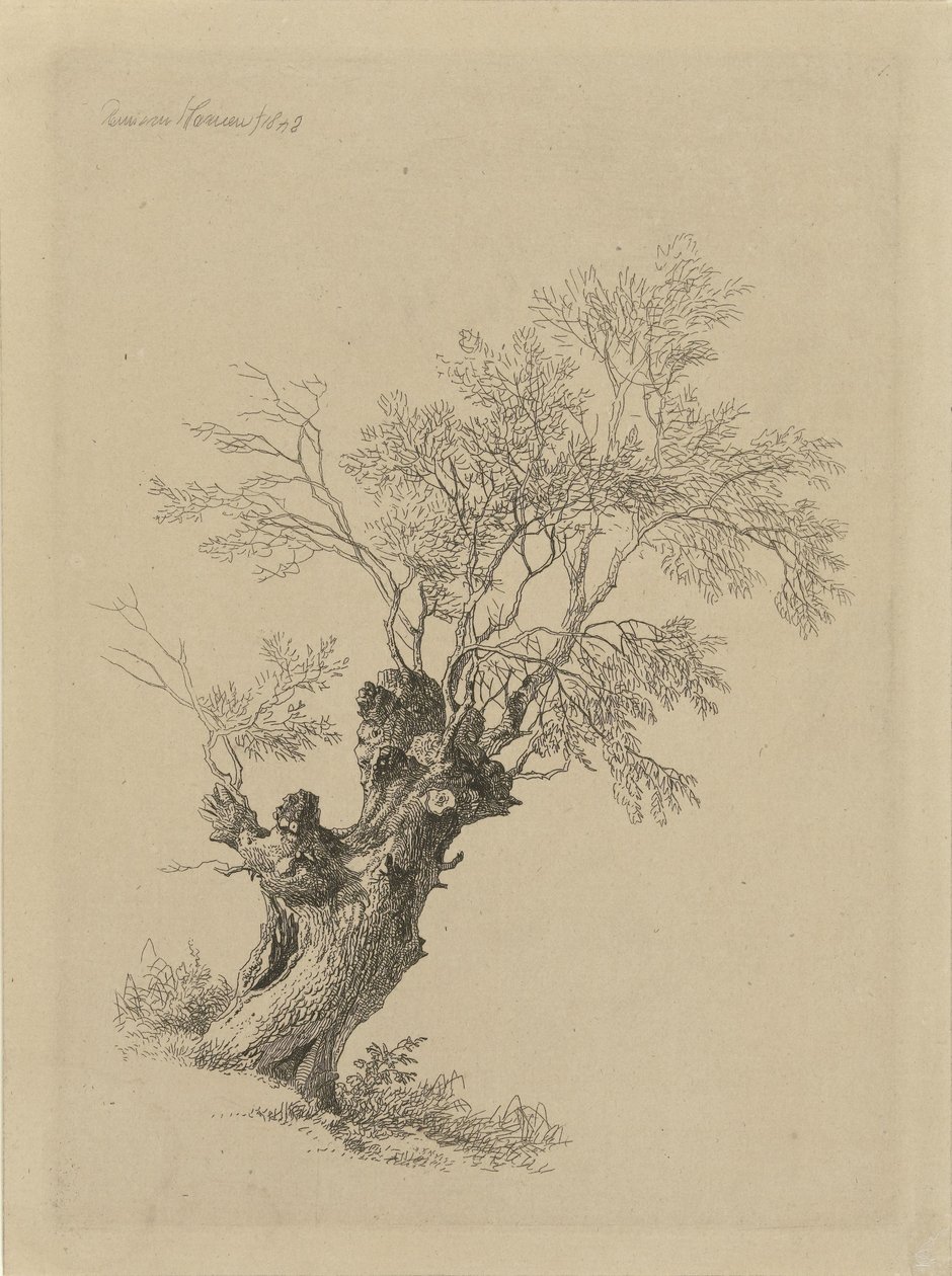 Willow Tree by Remigius Adrianus Haanen