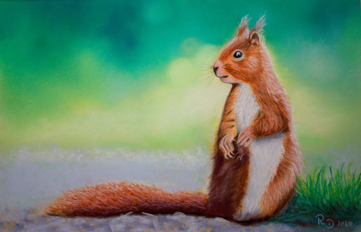 Squirrel by Renate Dohr