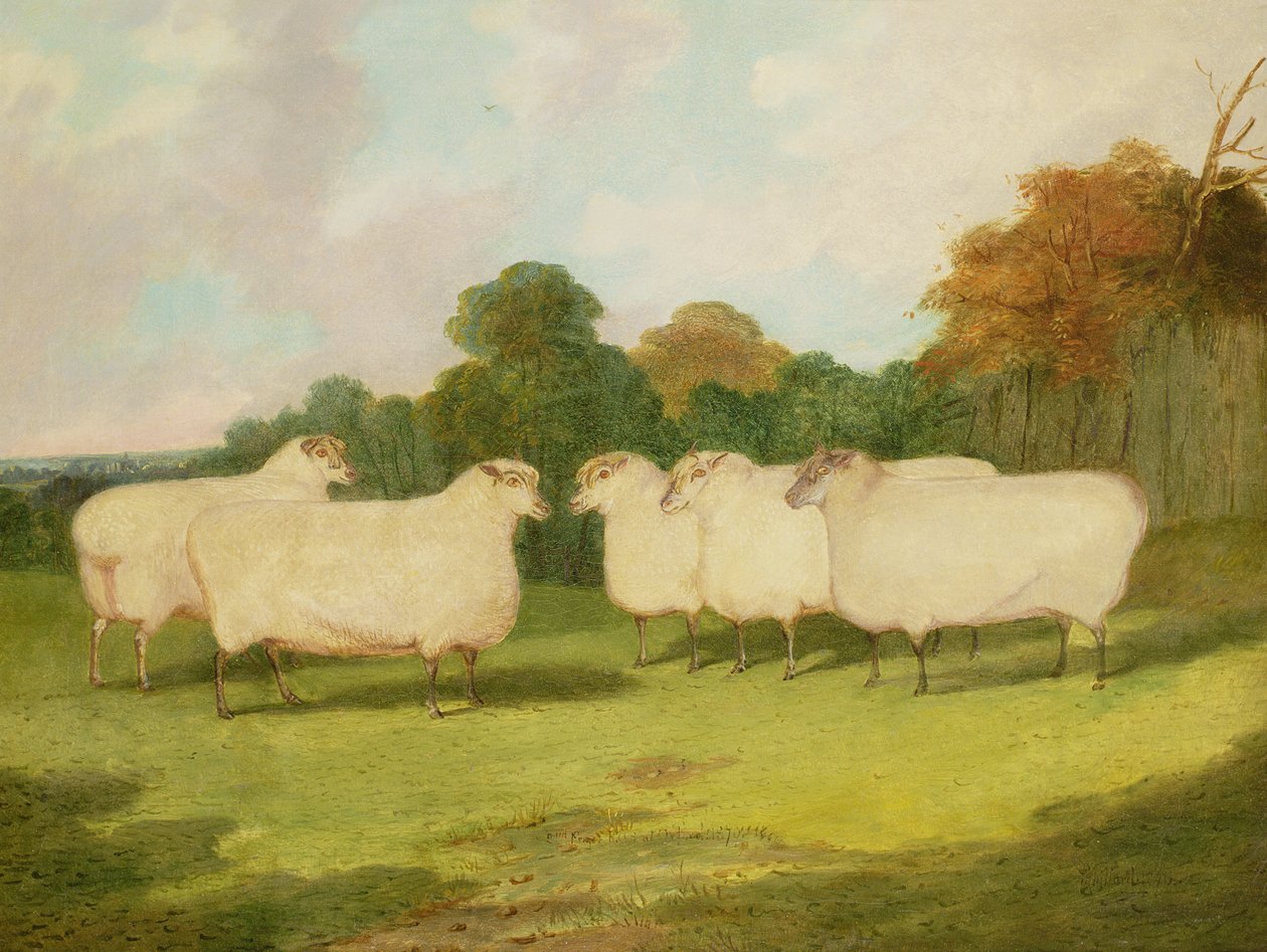 Study of Sheep in a Landscape by Richard Whitford