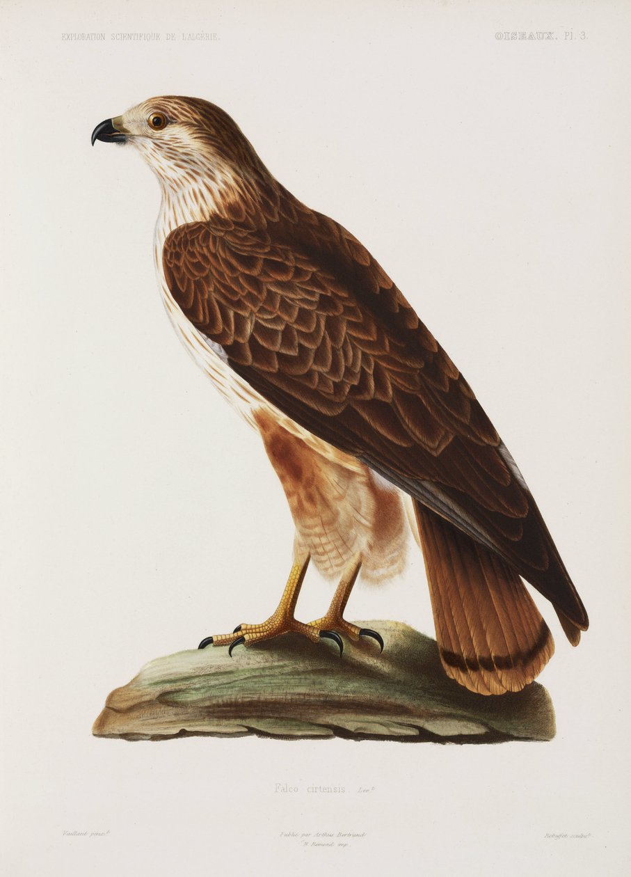 Falcon, Algeria by John Pardon