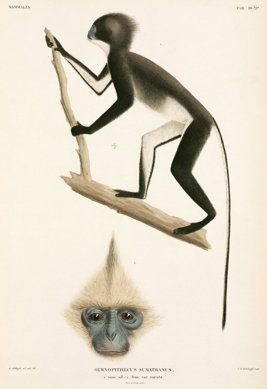 Monkeys, Sumatra, Indonesia by John Pardon