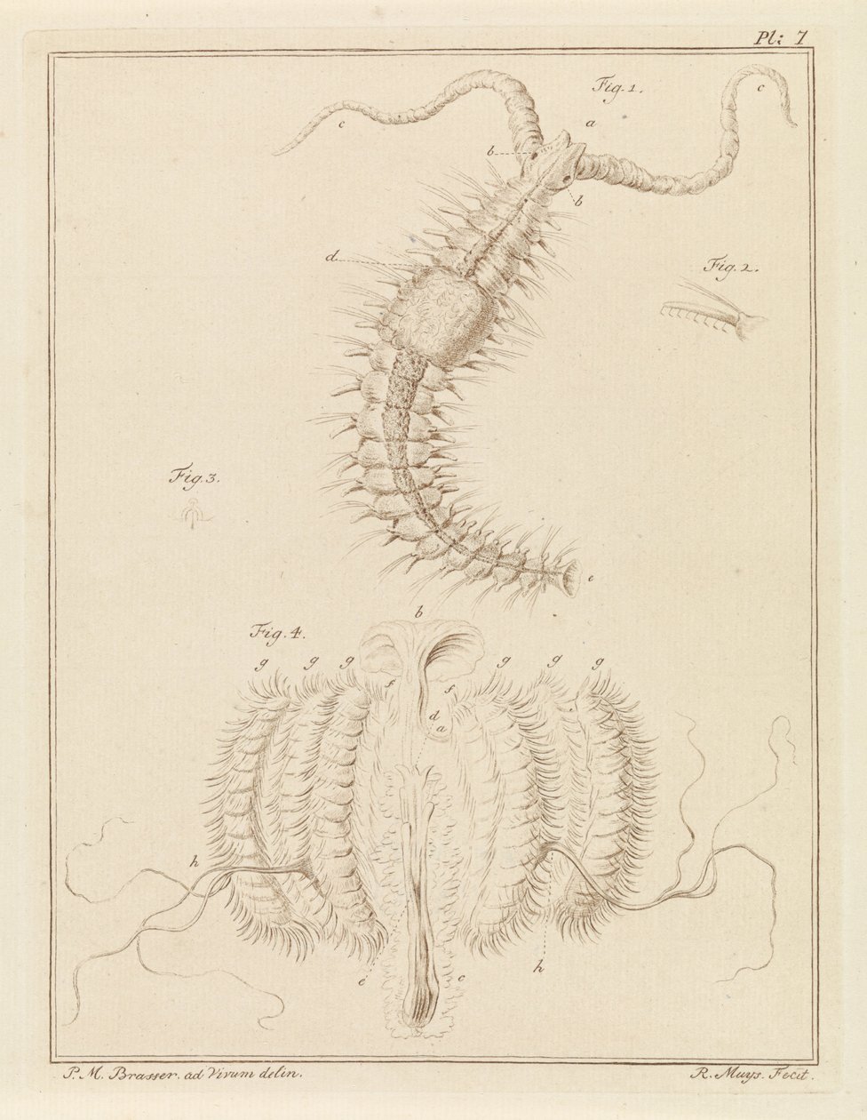Ribbon Worm and a Comb Jelly by Robbert Muys