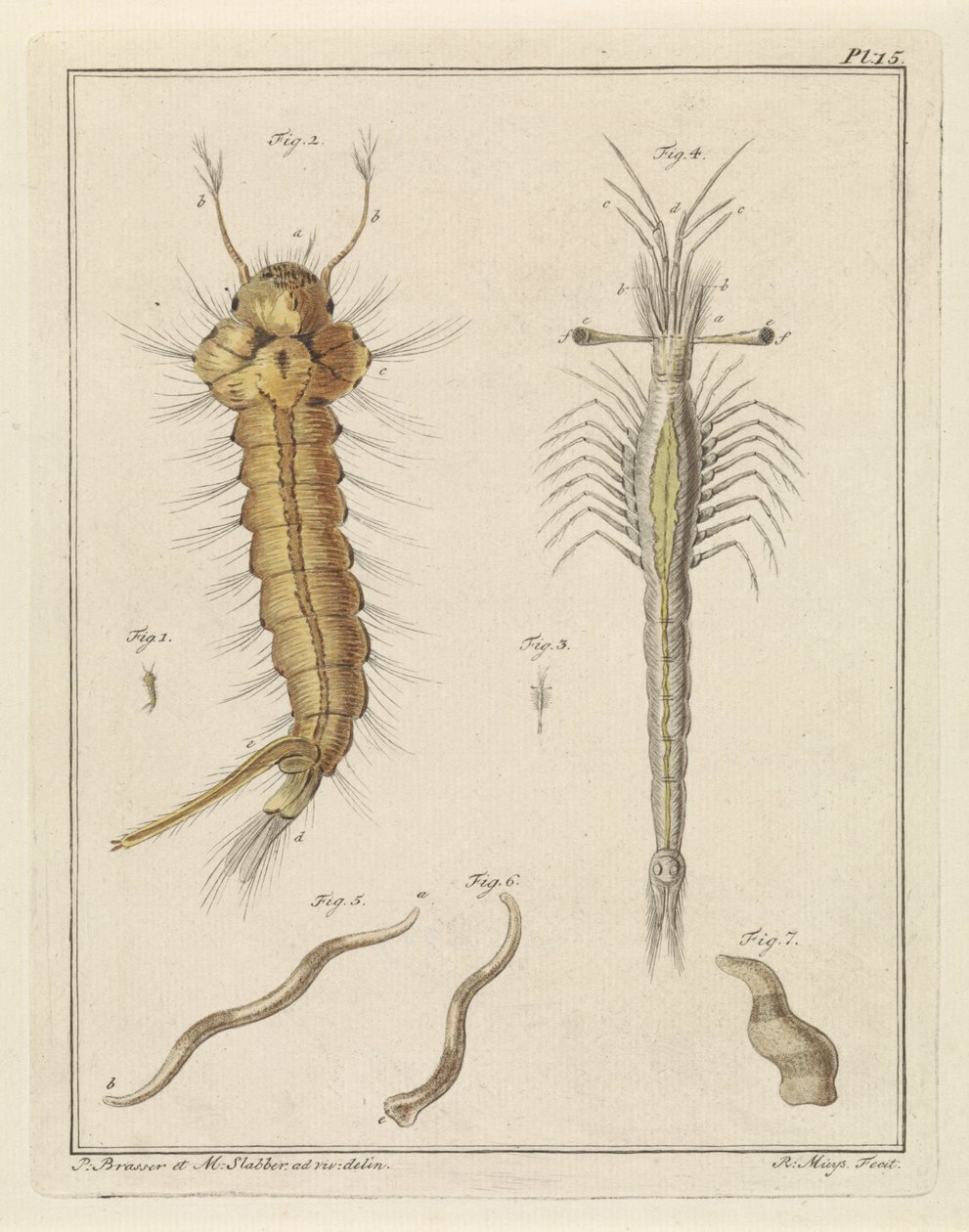 Mosquito, Slabber