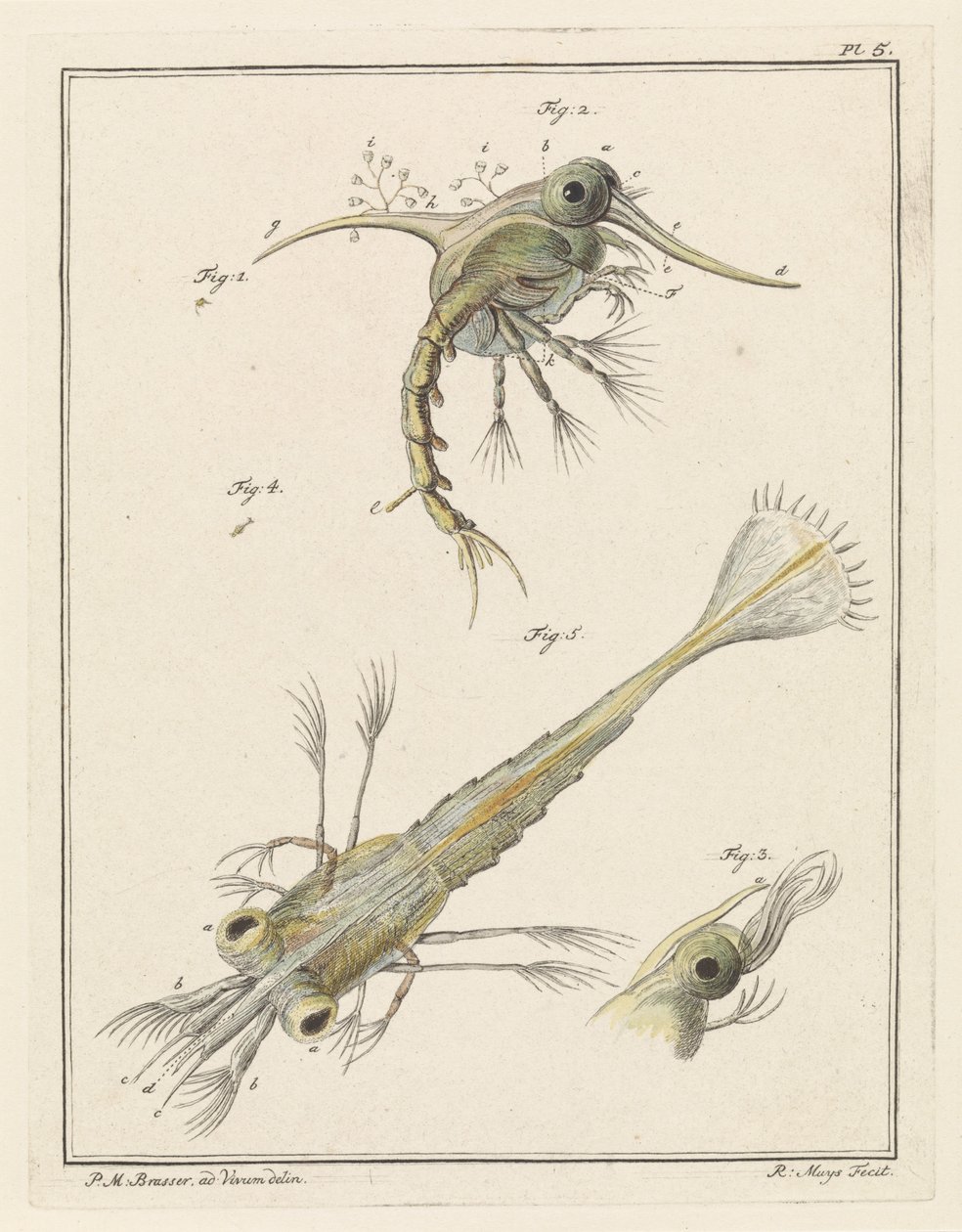 Two Developmental Stages of the Shore Crab Larva by Robbert Muys