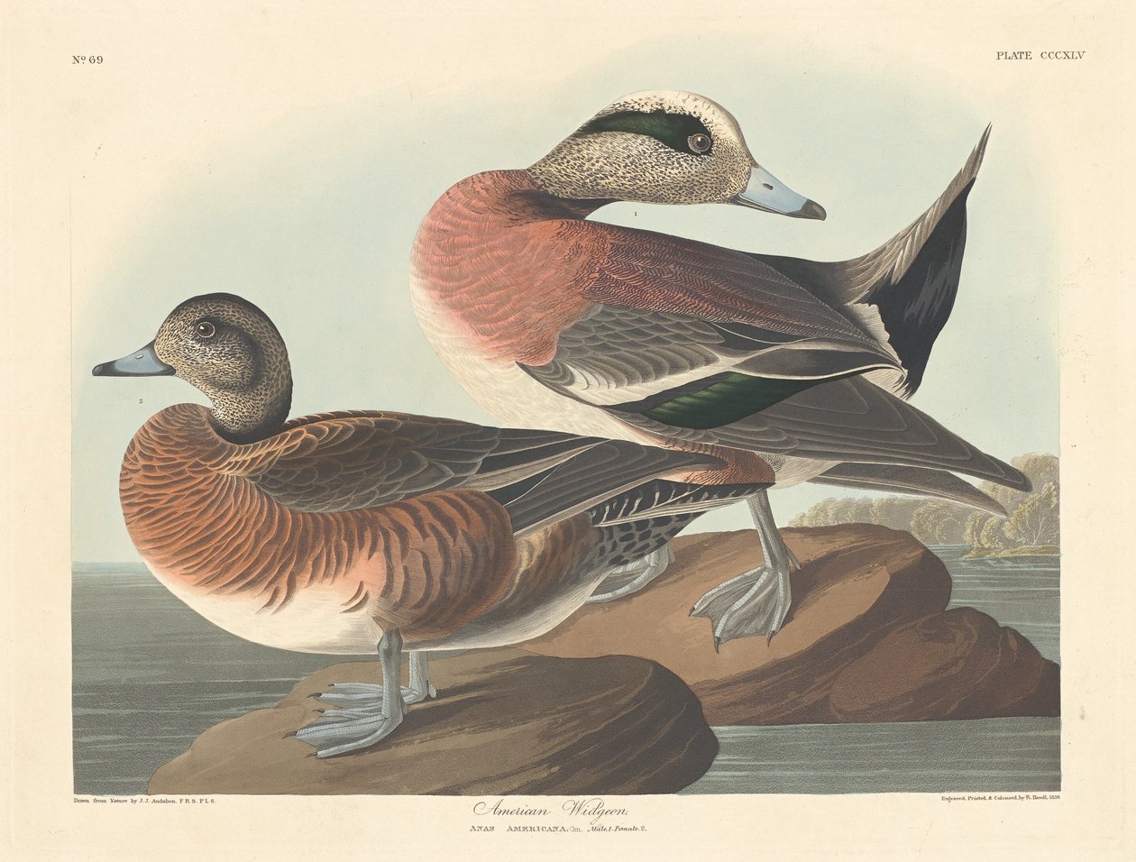 American Widgeon by Robert Havell