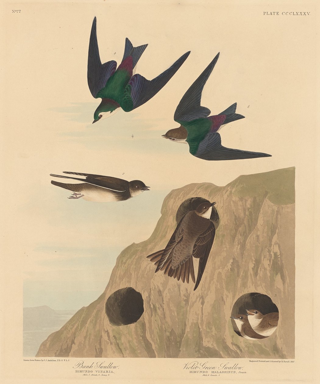 Bank Swallow and Violet-green Swallow by Robert Havell