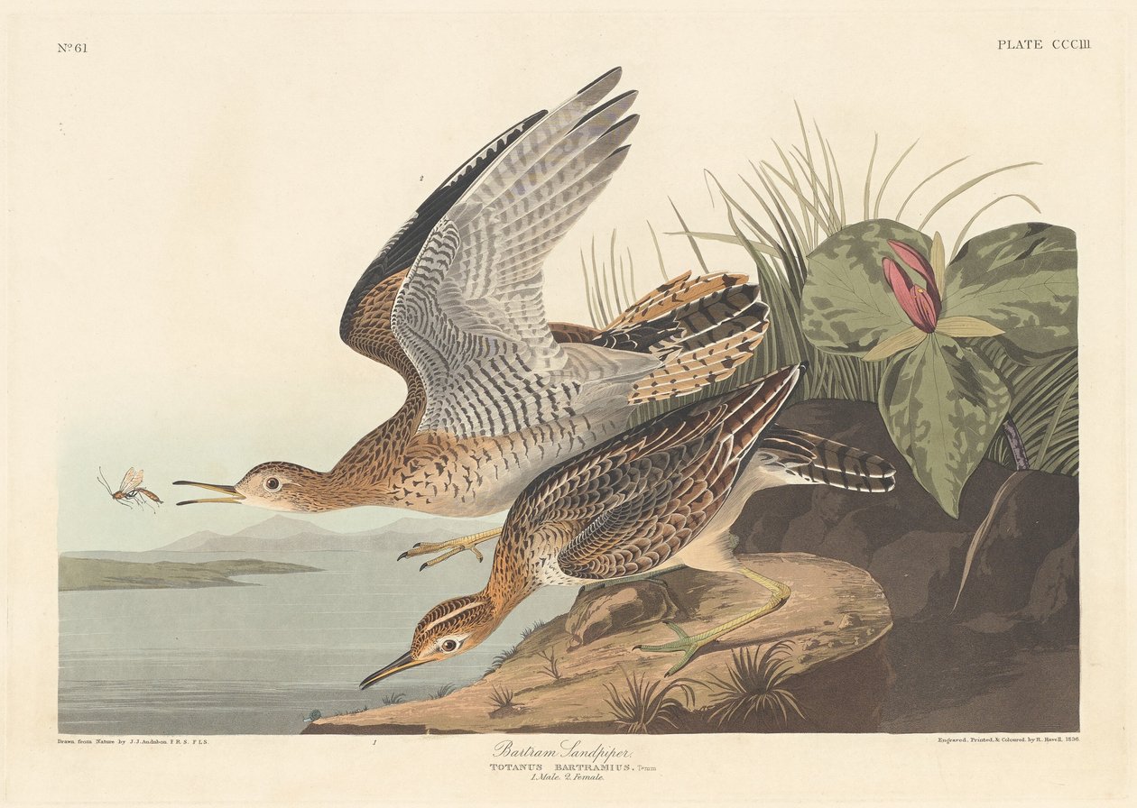 Bartram Sandpiper by Robert Havell