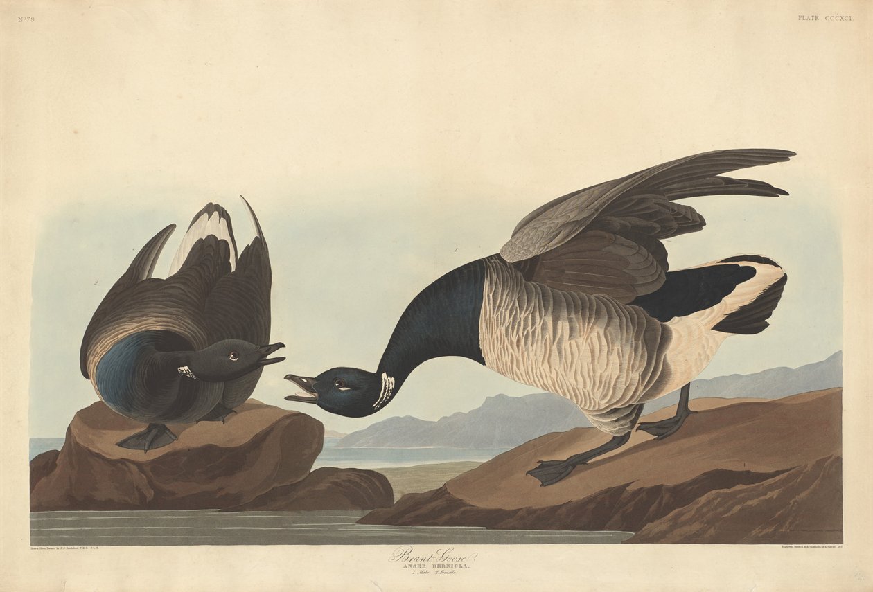 Brant Goose by Robert Havell