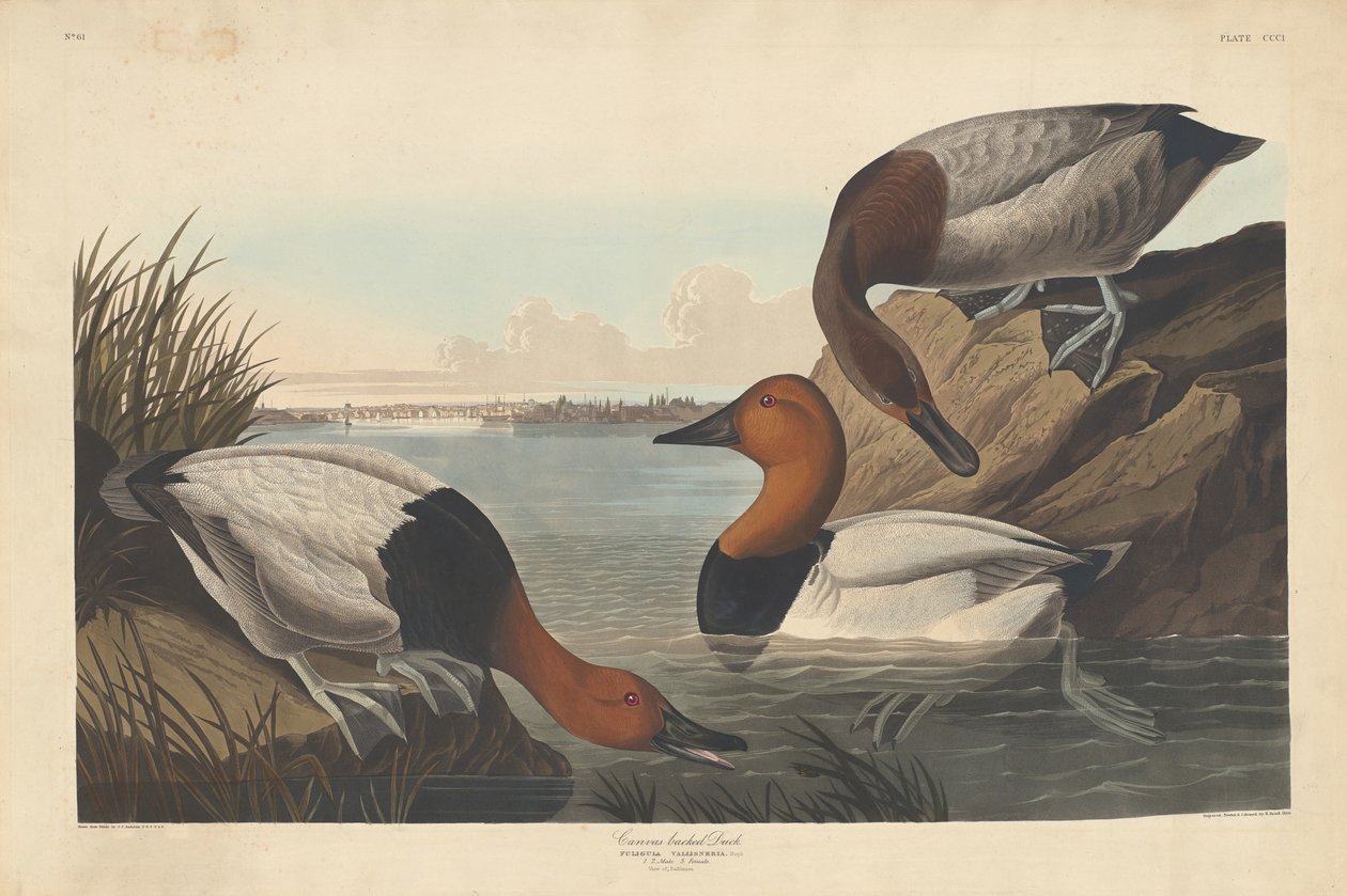 Canvas-backed Duck by Robert Havell