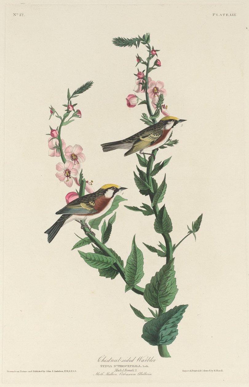 Chestnut-sided Warbler, 1829 by Robert Havell