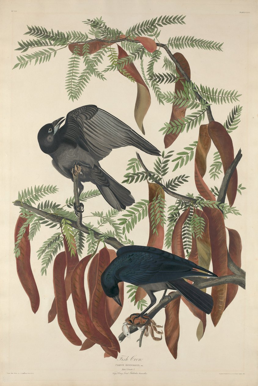 Fish Crow by Robert Havell