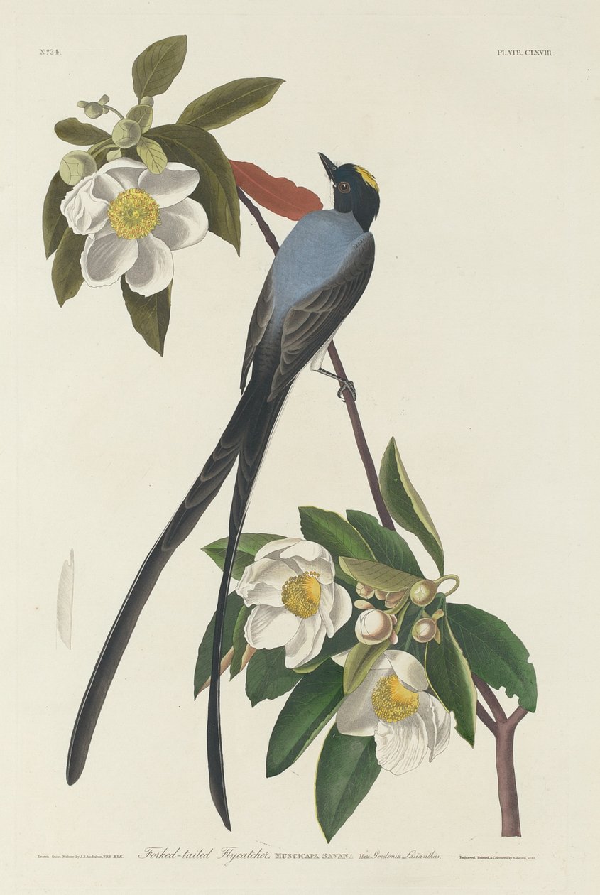 Forked-tail Flycatcher by Robert Havell
