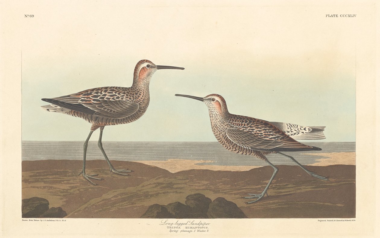 Long-legged Sandpiper by Robert Havell