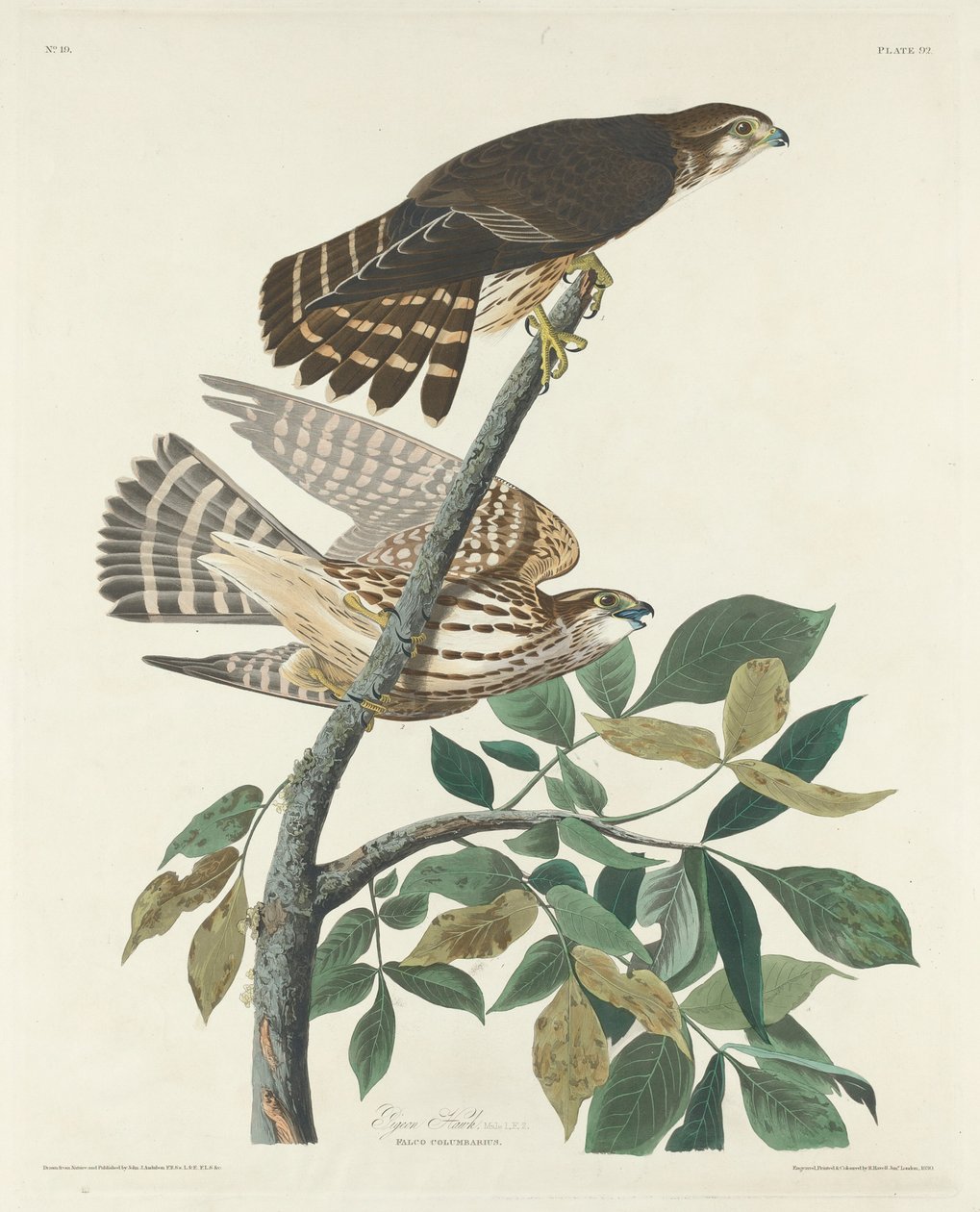 Pigeon Hawk by Robert Havell