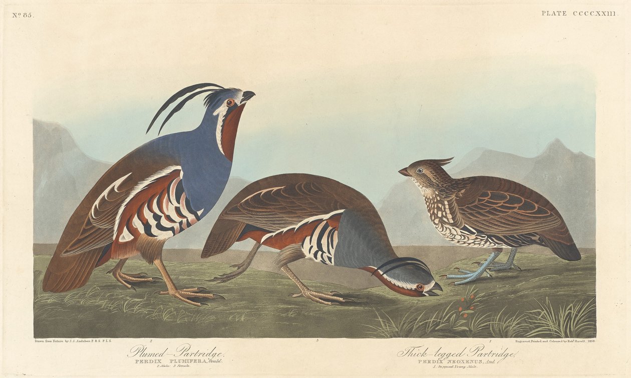 Plumed Partridge and Thick-legged Partridge by Robert Havell