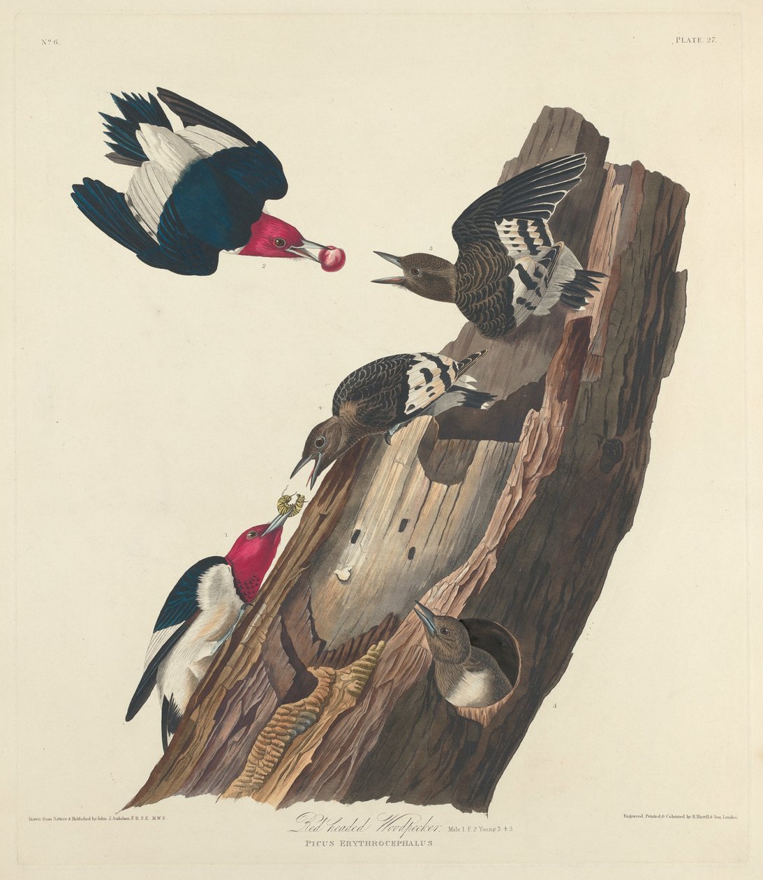 Red-headed Woodpecker by Robert Havell