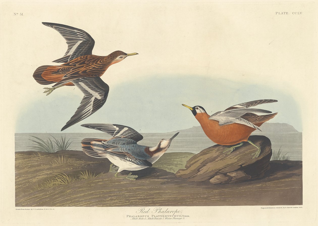 Red Phalarope by Robert Havell