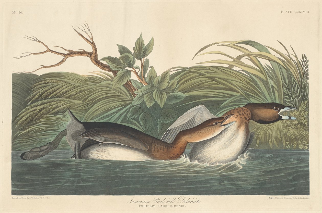 American Pied-Bill Dobchick by Robert Havell after John James Audubon