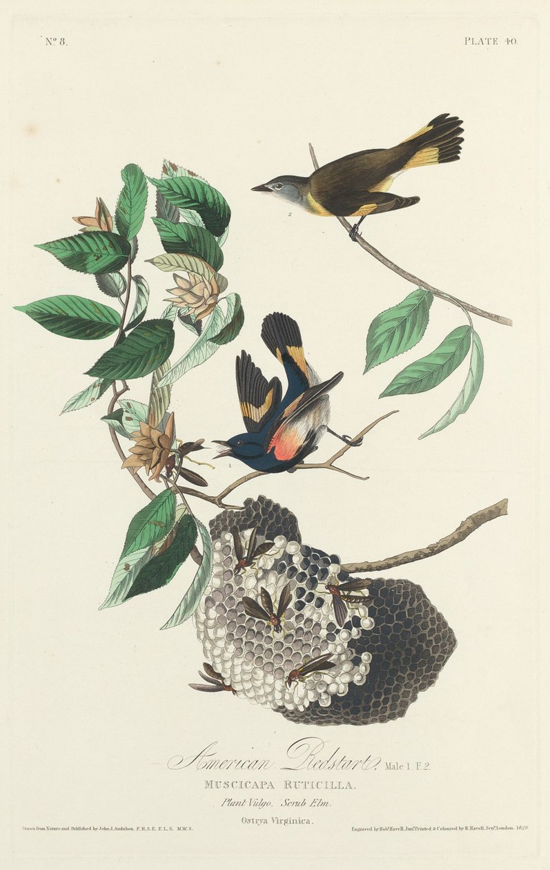 American Redstart by Robert Havell after John James Audubon