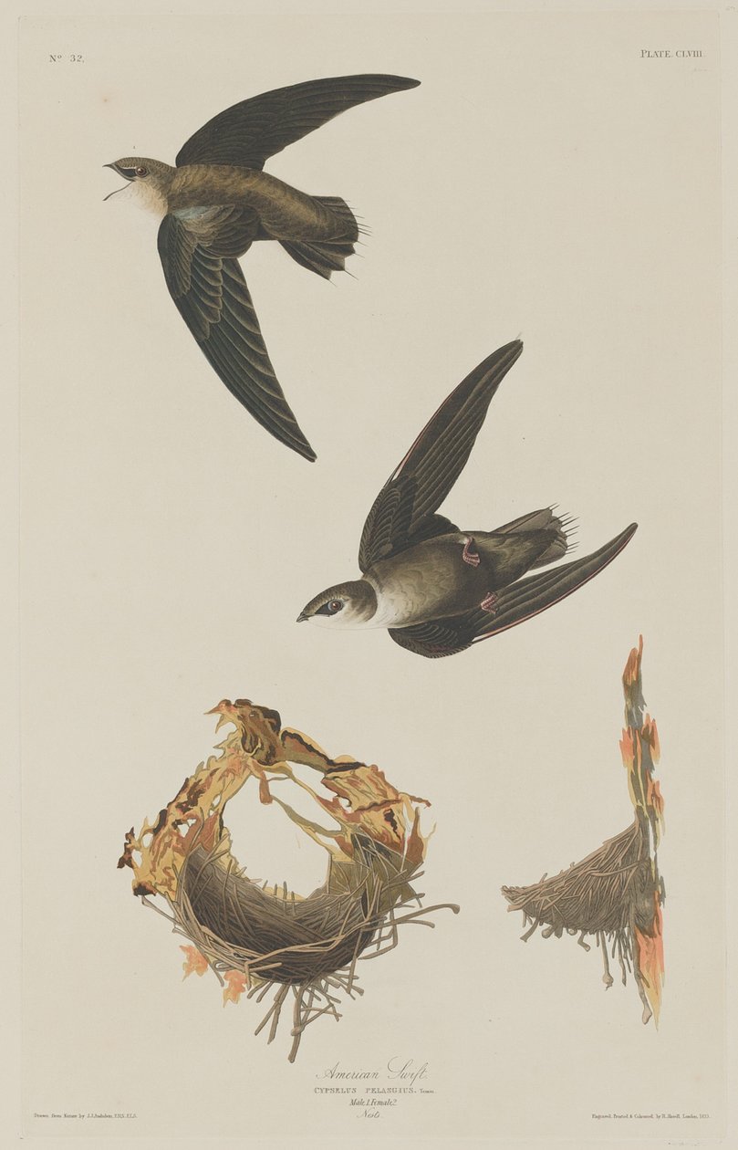 American Swift by Robert Havell after John James Audubon