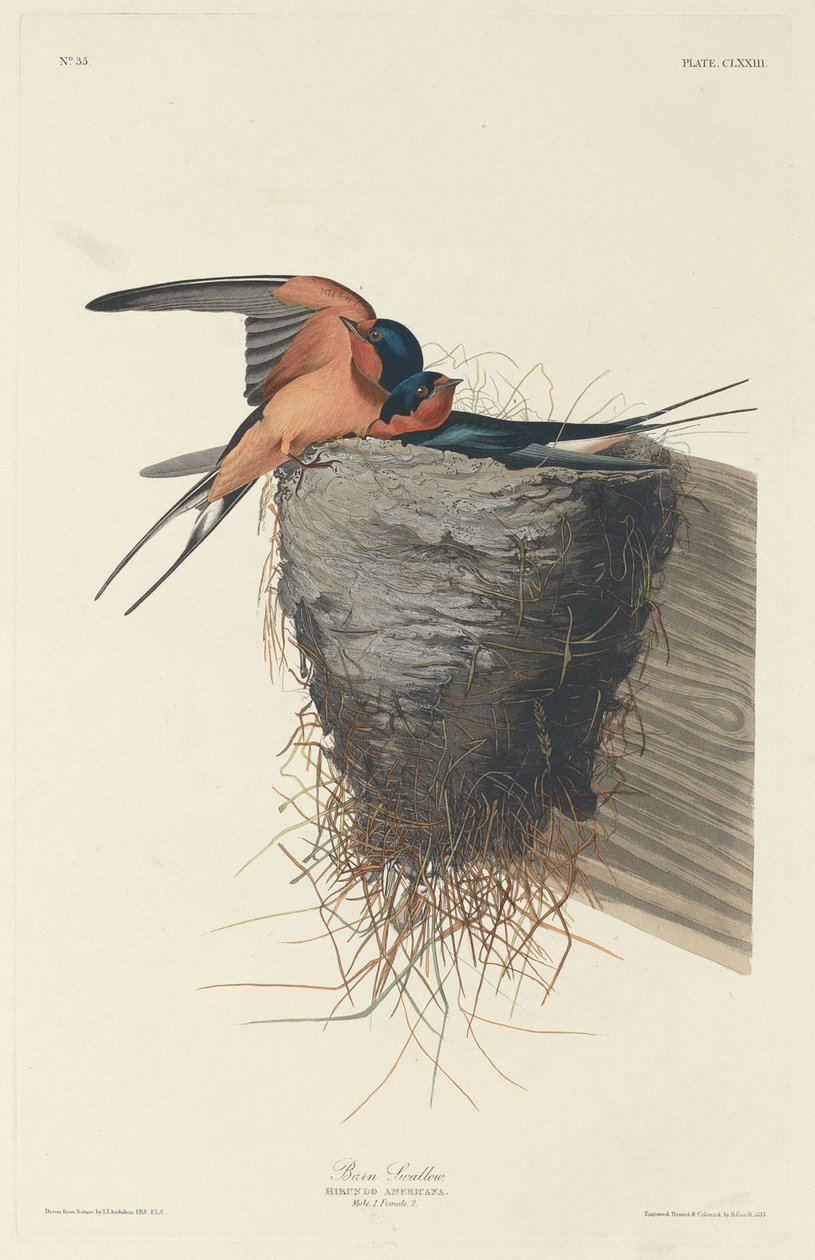 Barn Swallow by Robert Havell after John James Audubon