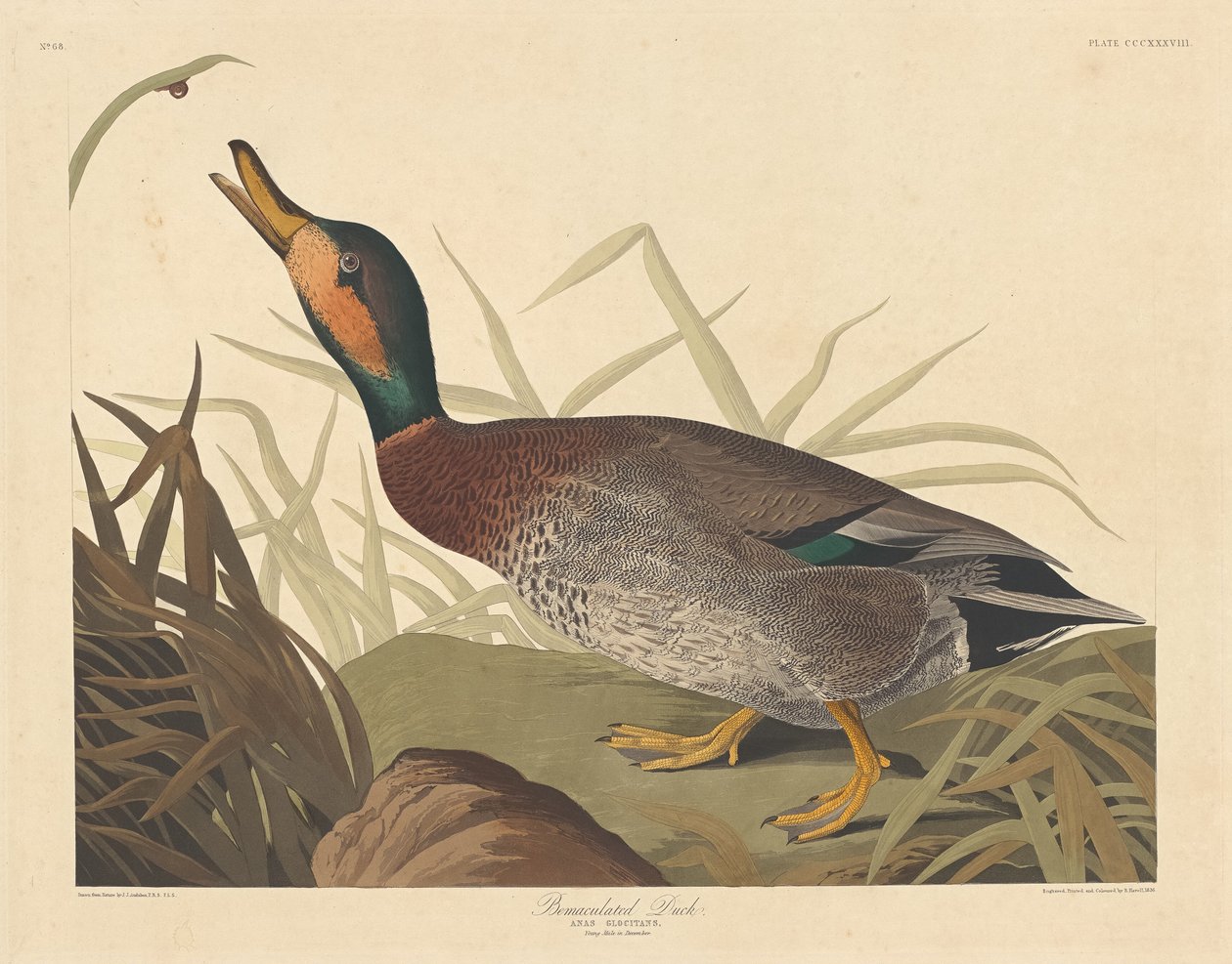 Bemaculated Duck by Robert Havell after John James Audubon