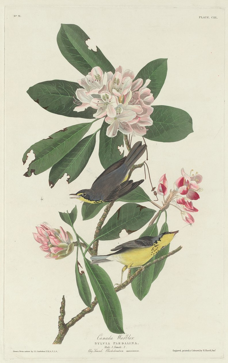 Canada Warbler by Robert Havell after John James Audubon