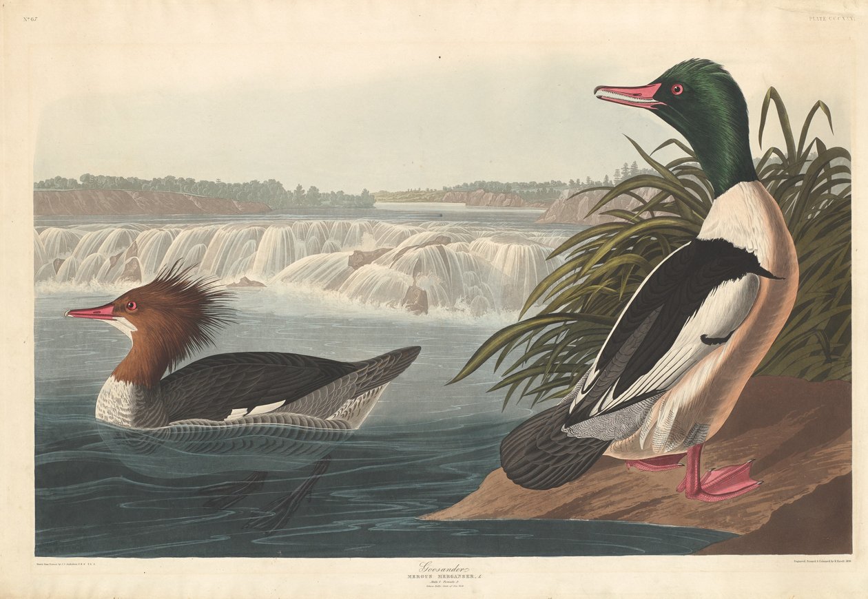 Goosander by Robert Havell after John James Audubon