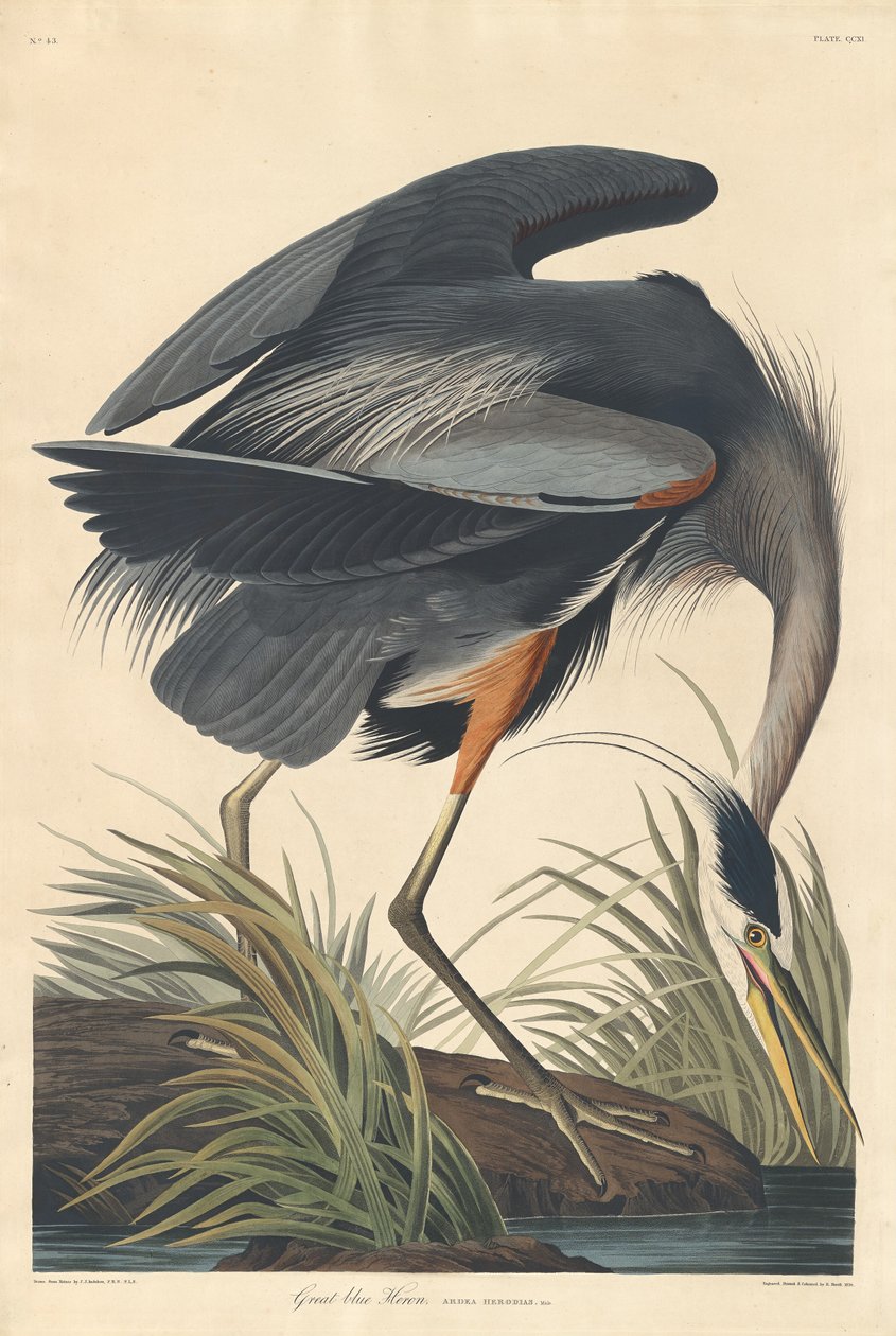 Great Blue Heron by Robert Havell after John James Audubon