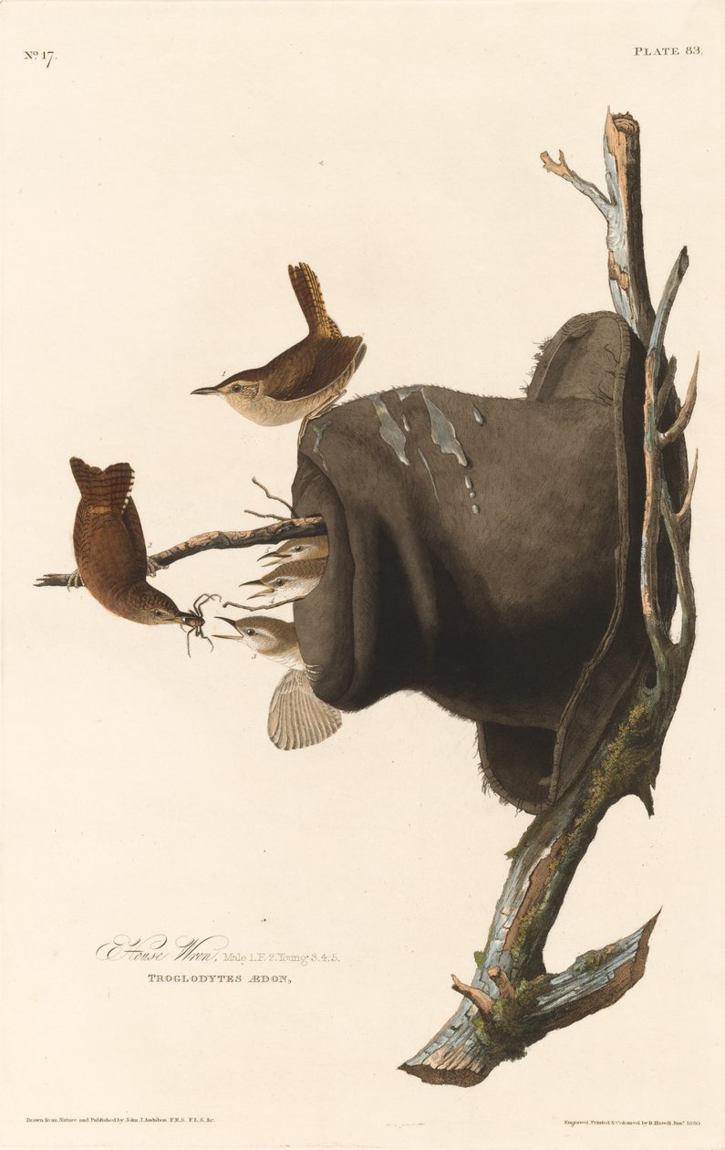 House Wren by Robert Havell after John James Audubon