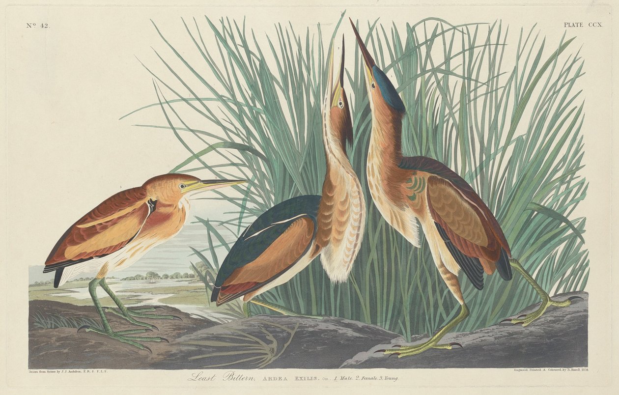 Least Bittern by Robert Havell after John James Audubon