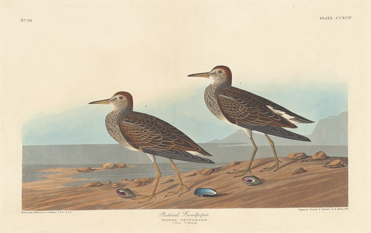 Pectoral Sandpiper by Robert Havell after John James Audubon