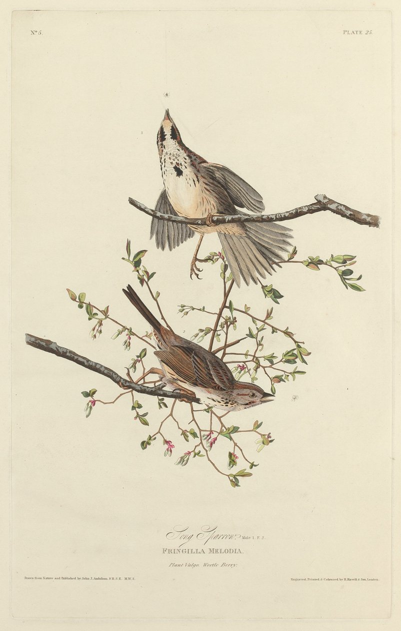 Song Sparrow by Robert Havell after John James Audubon