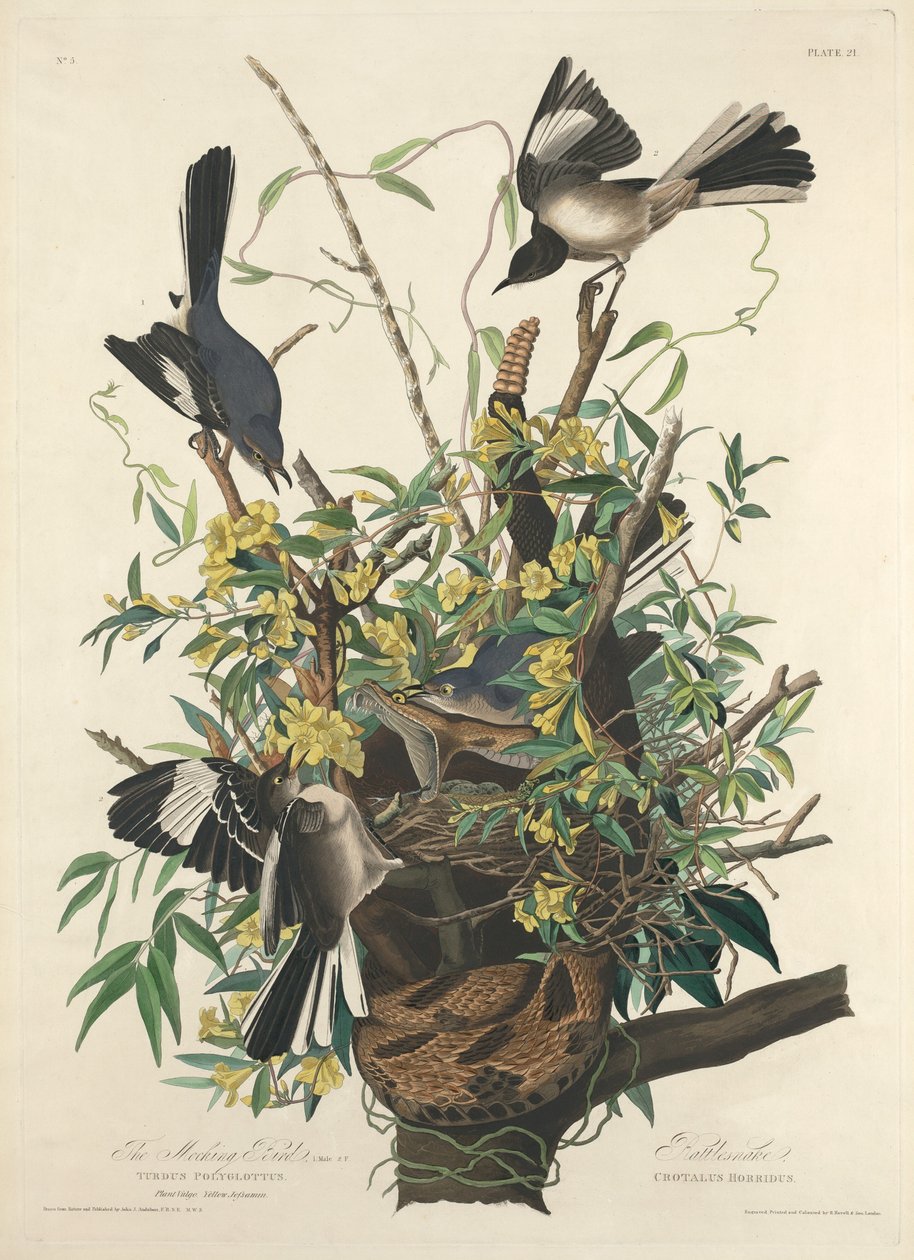 The Mocking Bird by Robert Havell after John James Audubon