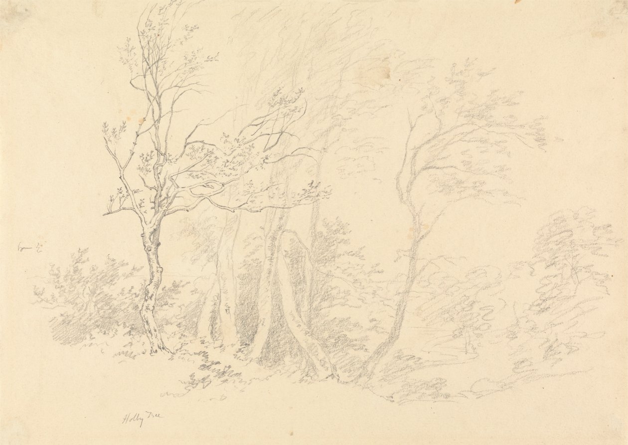 Study of a Holly Tree by Robert Hills
